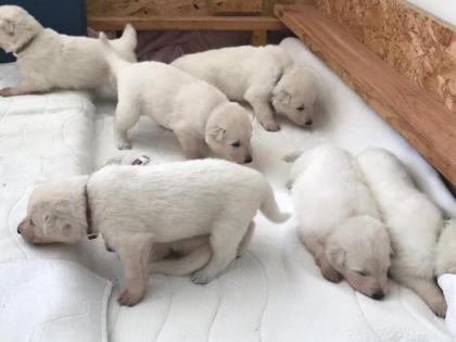 Berger Blanc Suisse langstock