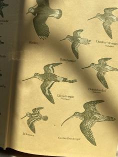 Konvolut Tierbücher Vögel, Raubvögel, Kein Ei gleicht dem anderen