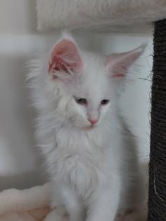 Maine Coon Kitten ohne Papiere shaded Linie