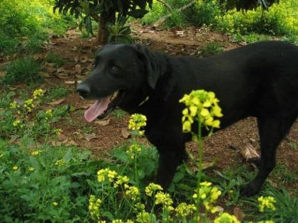 Billy Joe, Labrador -Mix Seine Augen flehten Vallia an Bitte lass mich rein