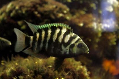 Zebrabuntbarsche/ Grünflossenbuntbarsche abzugeben zu verschenken