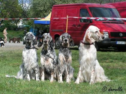 English Setter Welpen Charming Vagabonds