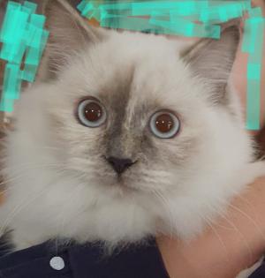 2 traumhafte Ragdoll Kitten geimpft suchen traumhaftes Zuhause