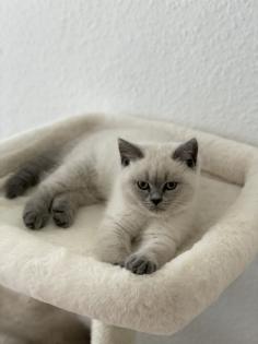 BKH British Kurzhaar reinrassig Blue Point Lilac Point