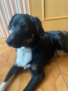 Australian Shepherd