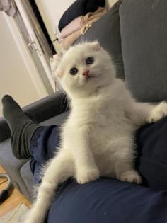 SF/BKH Kitten weiblich weiß