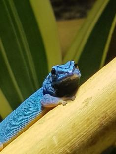 Lygodactylus williamsi