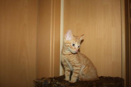 Katzenkinder BKH Mix Weibchen zur Abgabe