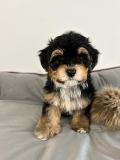 Maltipoo F1b Welpen