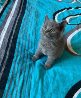 Wunderschöne Reinrassige Bkh Kitten