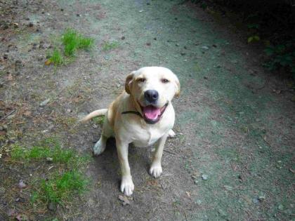 BLONDE LABRADOR JUNGHÜNDIN GÜNSTIG IN LIEBEV. HÄNDE