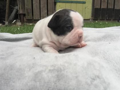 Französische Bulldoggen Welpen