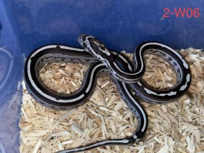 Kornnattern Nachzuchten 2022 - Anery Tessera Motley-x-Striped Sunkissed