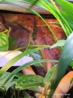 Lygodactylus Williamsi Männchen