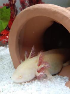 Axolotl und Durchlaufkühler abzugeben