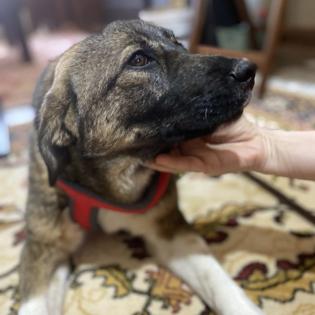 Sandra / Status sucht ein Zuhause