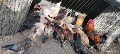 Geflügel Hahn Ente gefrostet auch frisch