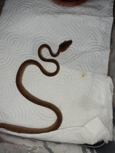 Gartenboa Corallus hortulanus
