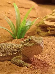 Terrarium mit Bartagame