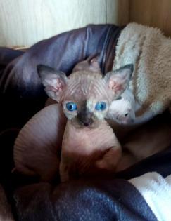 Sphynx Katzen Babys