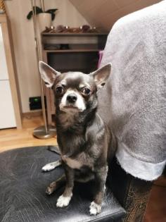 Chihuahua Welpen Langhaarig