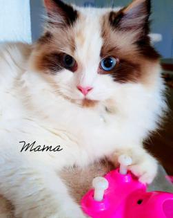 Edel, Traumhaft und Schönheiten Kitten / Ragdoll Neva Masquarade.