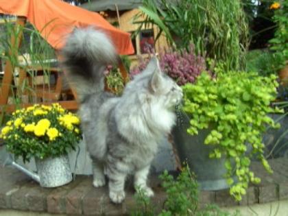 Ein Traum in silver Norwegische Waldkatze DK 2 Jahre FiFe Papiere, Ausstellungs