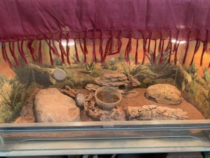 2 Leopardengeckos inkl. 2 Terrarien