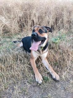 Eine tolle Schäferhund Bulldogge Mix wird 3 Jahre
