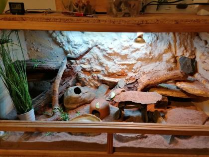 3 Leopardengeckos inkl. Terrarium und Zubehör
