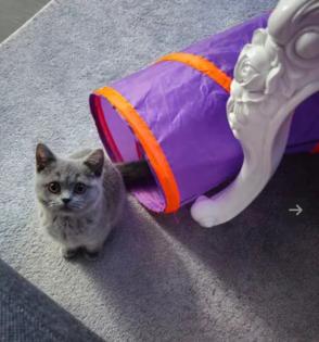 Bkh katze grau liebevoll