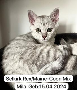 4 zuckersüße Selkirk Rex/ Main-Coon Mix Kitten