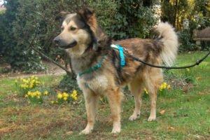 JOVI - männlich 3 Jahre 58 cm 28 kg Collie-Mix Gechipt Kastriert