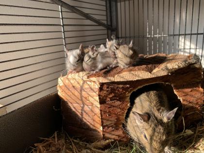 Degu Babys sind bereit für ihr neues Zuhause
