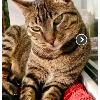 Kater TOMMY trauriger Notfall in Hamburg