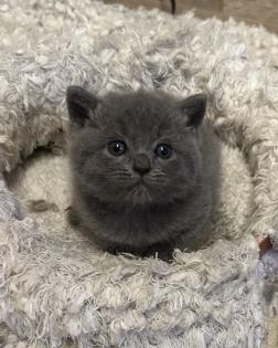 Süße verschmuste Britisch Kurzhaar, Britisch Langhaar und mix Kitten Katzenbabys aus liebevoller