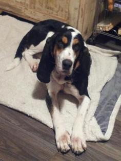 Sabueso Espanol spanischer Laufhund 3 Jahre