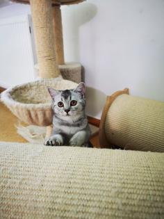 Reinrassige BKH Kitten suchen dich