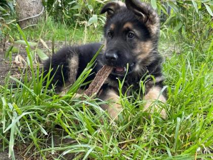 Verk reinrassige Deutsche Schäferhundwelpen