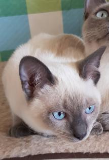 Siam / Thai Kitten Blue Point, Babys, Kätzchen. 1 Junge. Abgabebereit.