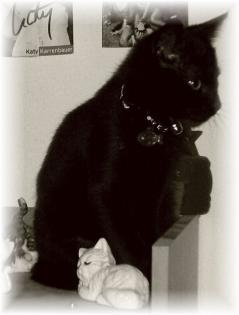 Kater Felix vermisst