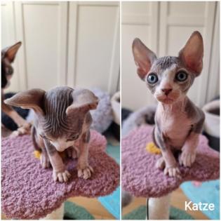 2 gesunde Würfe kan. SPHYNY Anfang Dez abgabebereit
