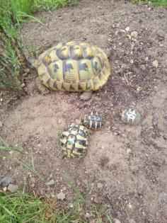 Junge Griechische Landschildkröten THB NZ 2021