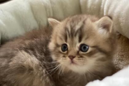 Kleine Raritäten sind unsere Kitten