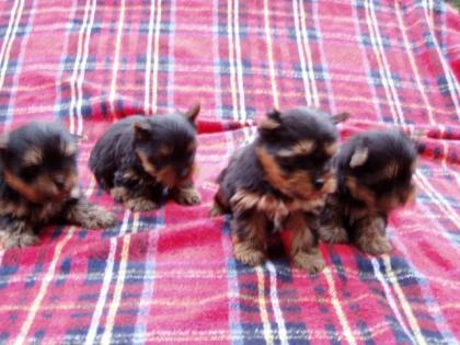 Yorkshire terrier