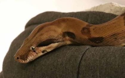 Kaiserboa / Boa Constrictor Imperator Sunglow mit Terrarium