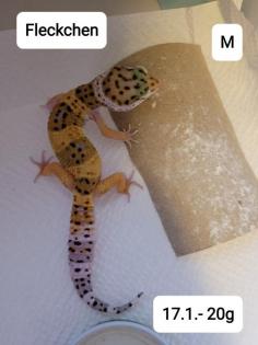 Leopardgeckos NZ 21 abzugeben