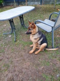 Deutsche schäferhund Welpe