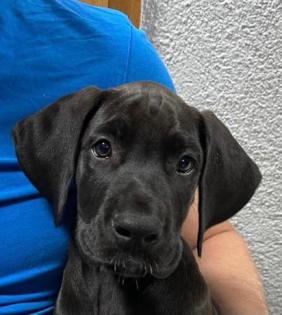 Deutsche Dogge Welpe