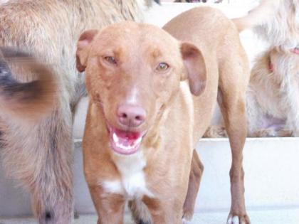 Tarik - Freundlicher, gehorsamer Podenco-Mix sucht freies Körbchen